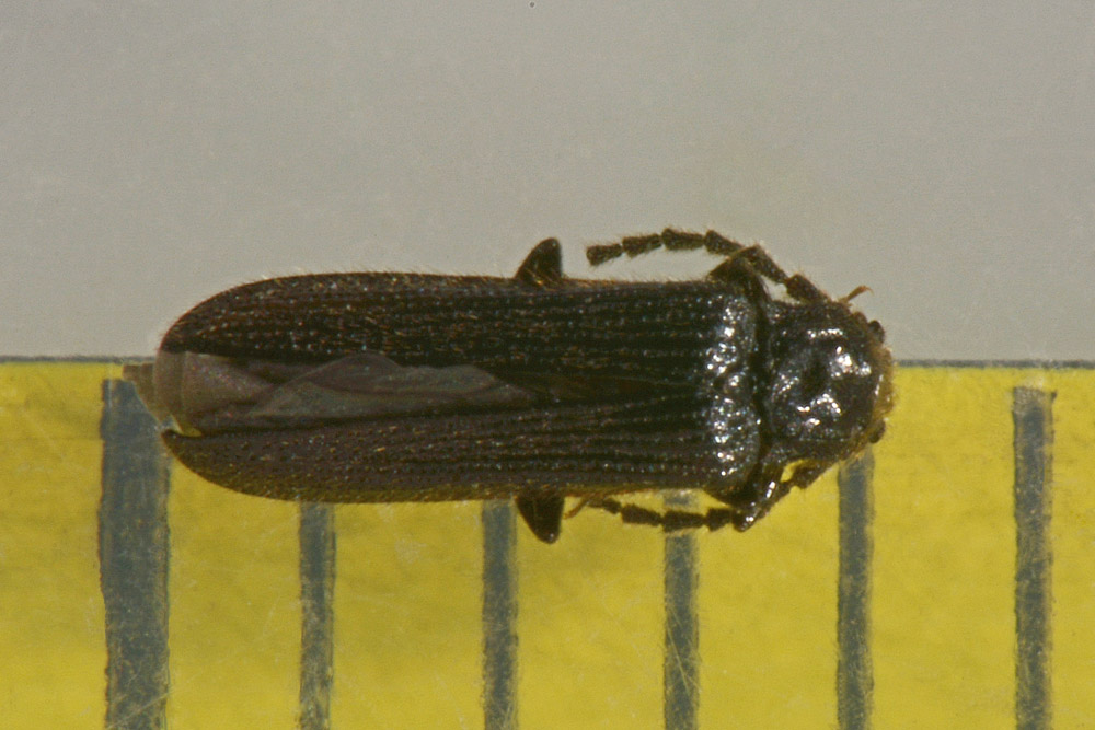 Omalisidae:  Phaeopterus unicolor